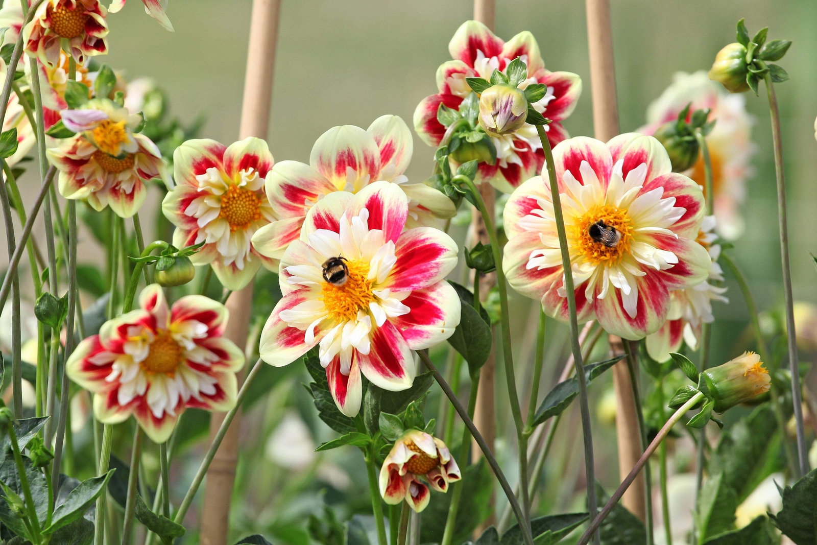 50 MIXED COLLARETTE DAHLIA Variabilis Two Tone Red Pink Yellow Flower Seeds