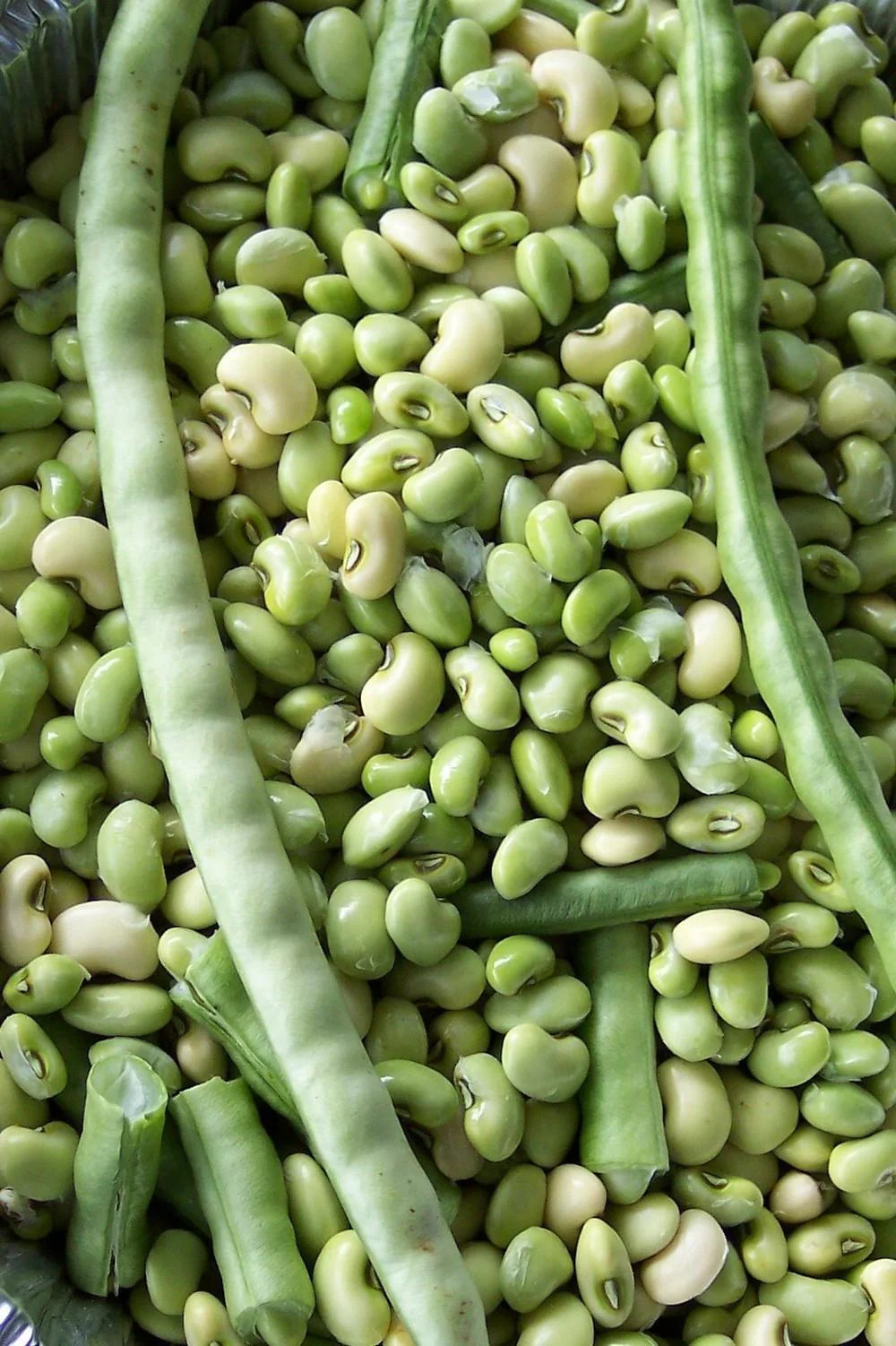 Texas Cream 40 Cowpea Seeds | Southern Field Pea Crowder Cow Pea Cover Seed 2023