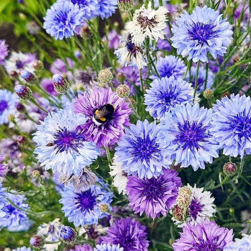 3200+ Mix Cornflower Seeds for Planting – Non-Gmo Bachelor Button Flower Seeds G