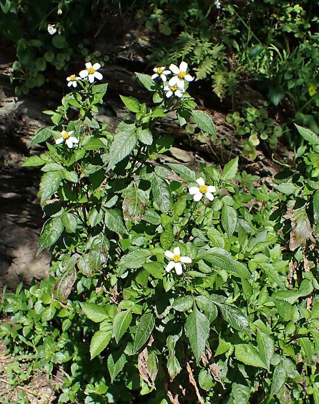 Bidens pilosa | Spanish Needle | 75 Seeds