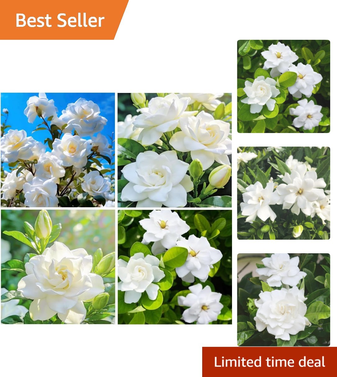 Elegant White Gardenia Seeds – 200+ Fragrant Perennial Blooms for Your Garden