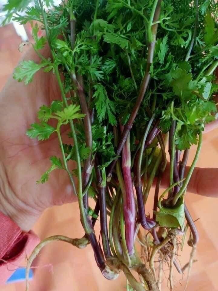 3 bags x Purple Stem Cilantro Seeds / Ngò Rí Tia Coriander 200+ Seed Hạt Mùi Tía