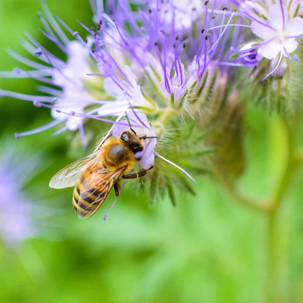 5000 Seeds Lacy Phacelia Seeds – Phacelia Tanacetifolia Wildflower Seed