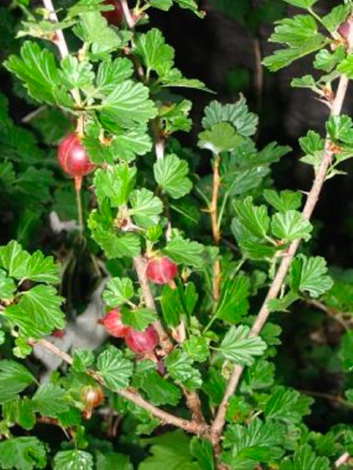 Pixwell Gooseberry, (Ribes Pixwell) well rooted starter plant 8-12 inches tall