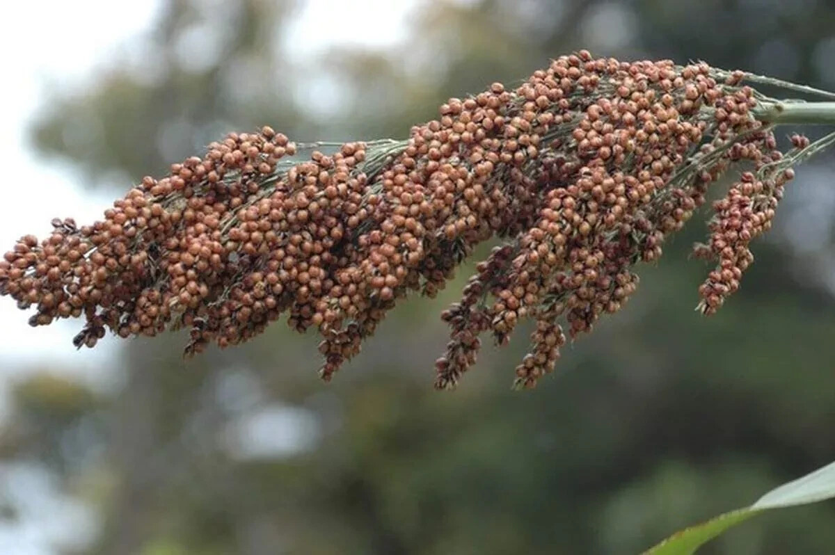 Sweet Sugar Drip Sorghum Seeds – 800-1000 seeds