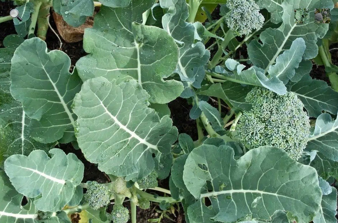 Organic Broccoli Calabrese Seeds, Fresh for 2026! Multiple Harvest Variety, Ohio