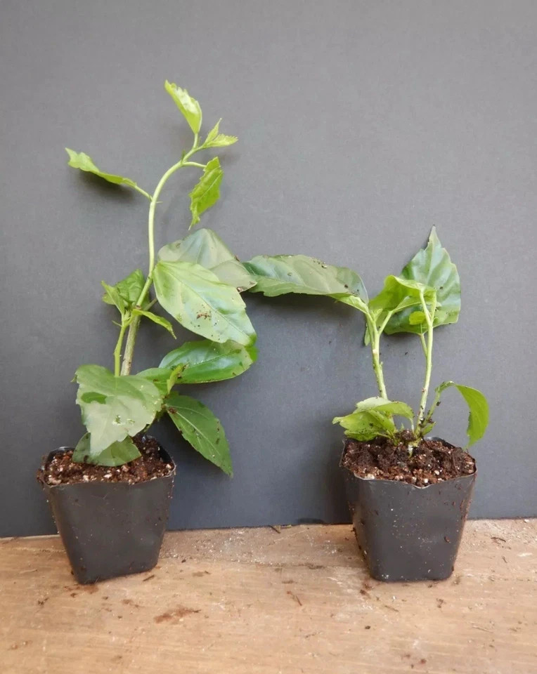 Kona Hibiscus-SMALL ROOTED STARTER Plant-Hibiscus Rosa-sinensis