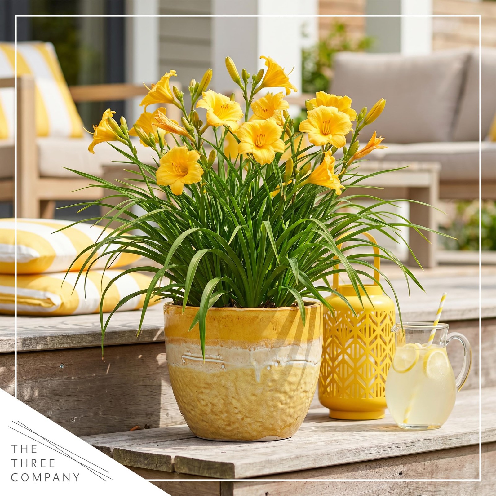 Day Lily – Yellow, Live Flowering Perennial, Beautiful Spring and Summer Bloo…