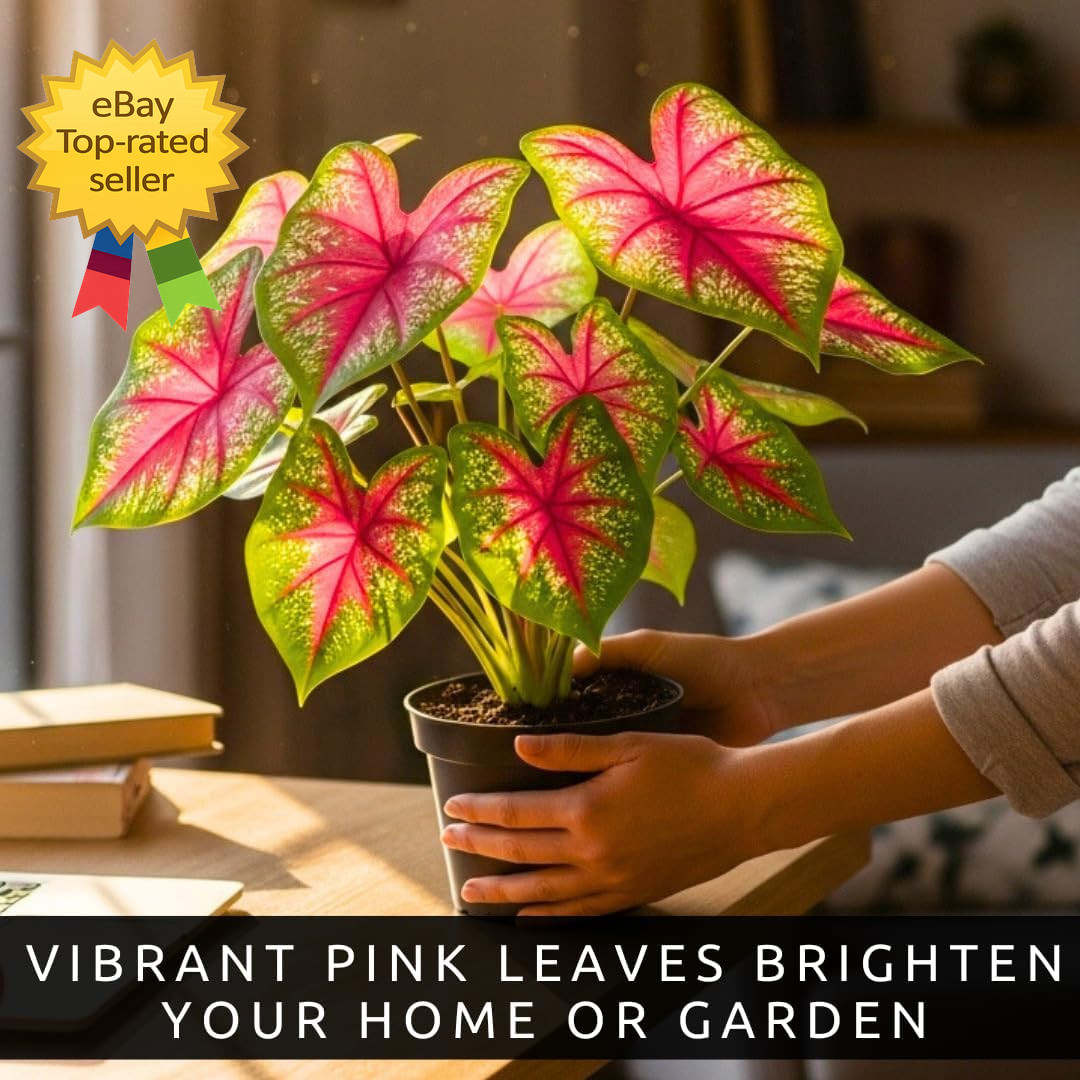 Pink Princess Caladium Bulbs for Planting Vibrant Pink Green Shade Garden Plants