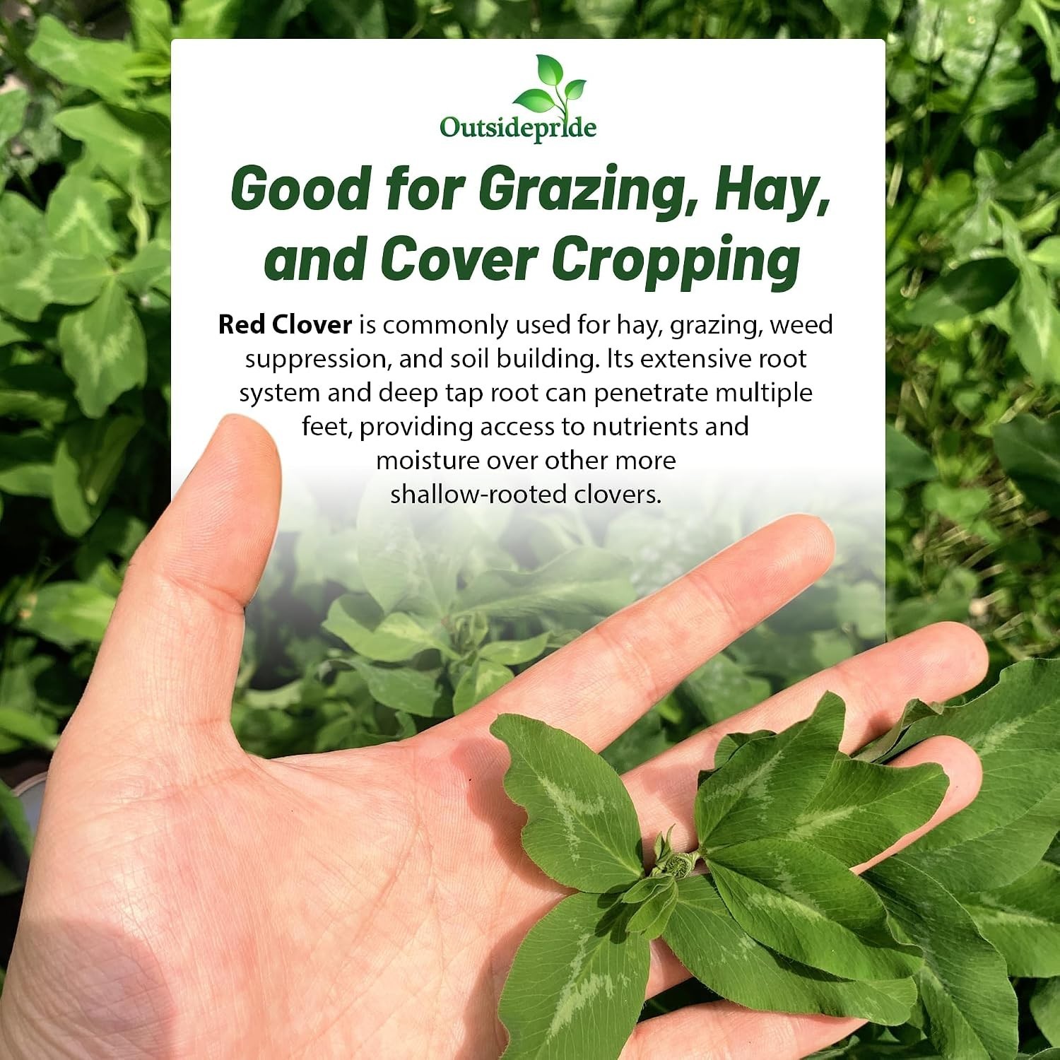 High Yield Red Clover Seeds – 10 lbs. for Companion Planting