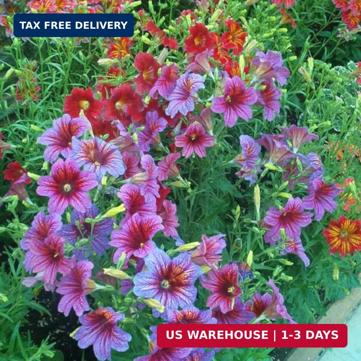 ZEshops 100pcs Rare Chilean Morning Glory Seeds – Mixed Color Blooms for Stunnin