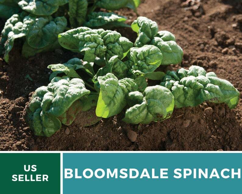 Spinach, Bloomsdale – 150 Seeds – Sow in Spring or Summer – Heirloom – NonGMO