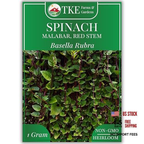 – Red Malabar Spinach Seeds for Planting, Heirloom Non-GMO Climbing Spinach,