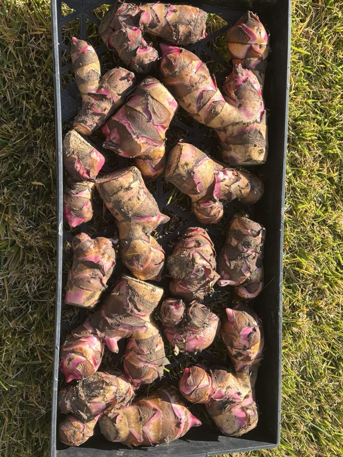 Canna Lily Bulbs Mature Random Choice Sent USA Grown 5 Smaller Size bulbs
