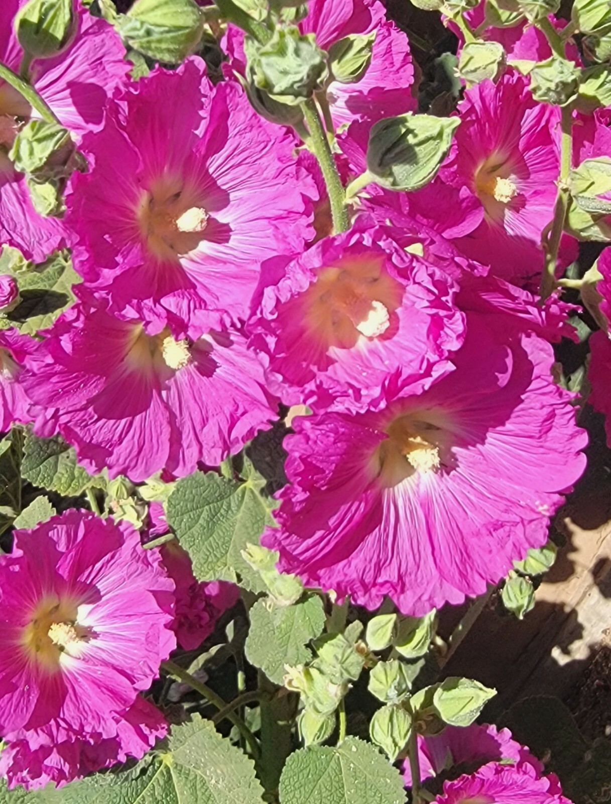 100 HOLLYHOCK  Flower Seeds Tall Beautiful Wildflowers Mystery Mixture Colors