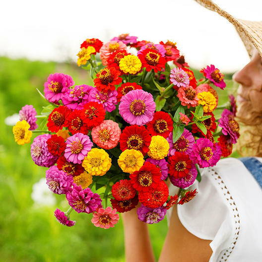 Zinnia ZINMASTER Mix 6 Heirloom Zinnias Tall & Dwarf Non-GMO 200 Seeds