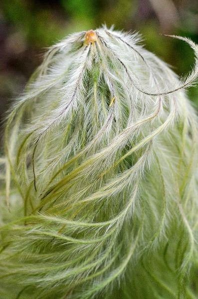 Anemone occidentalis | Western Pasqueflower | 20 Seeds
