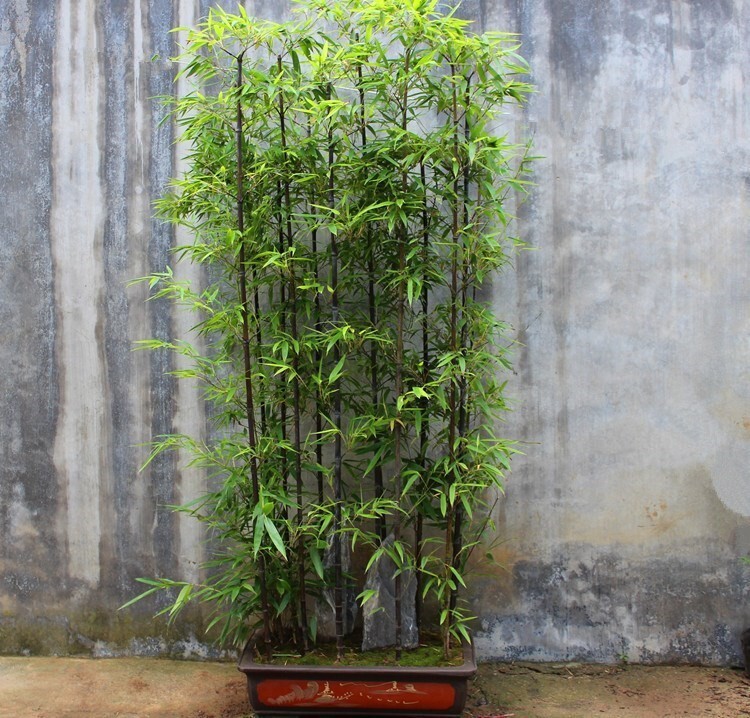 50+Black Bamboo seeds Bamboo Bonsai Garden Home Decoration Cold Resistance USA