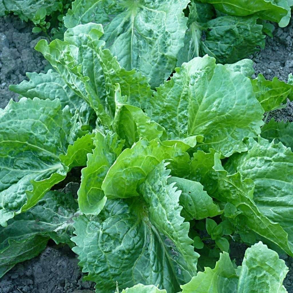 Endive Seeds, Escarole, Batavian Broadleaf, NON-GMO, Variety Sizes, FREE SHIP