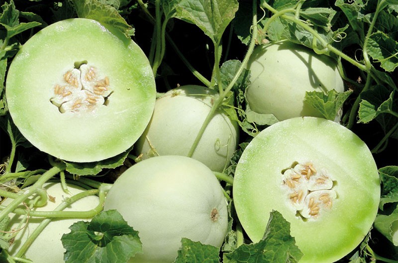 Dulce Nectar Honeydew Melon: 12 Seeds