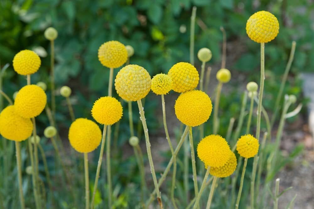 Yellow Globe Flower Seeds – 100 Seeds – Great for Cut Flowers and Flower Bonsai