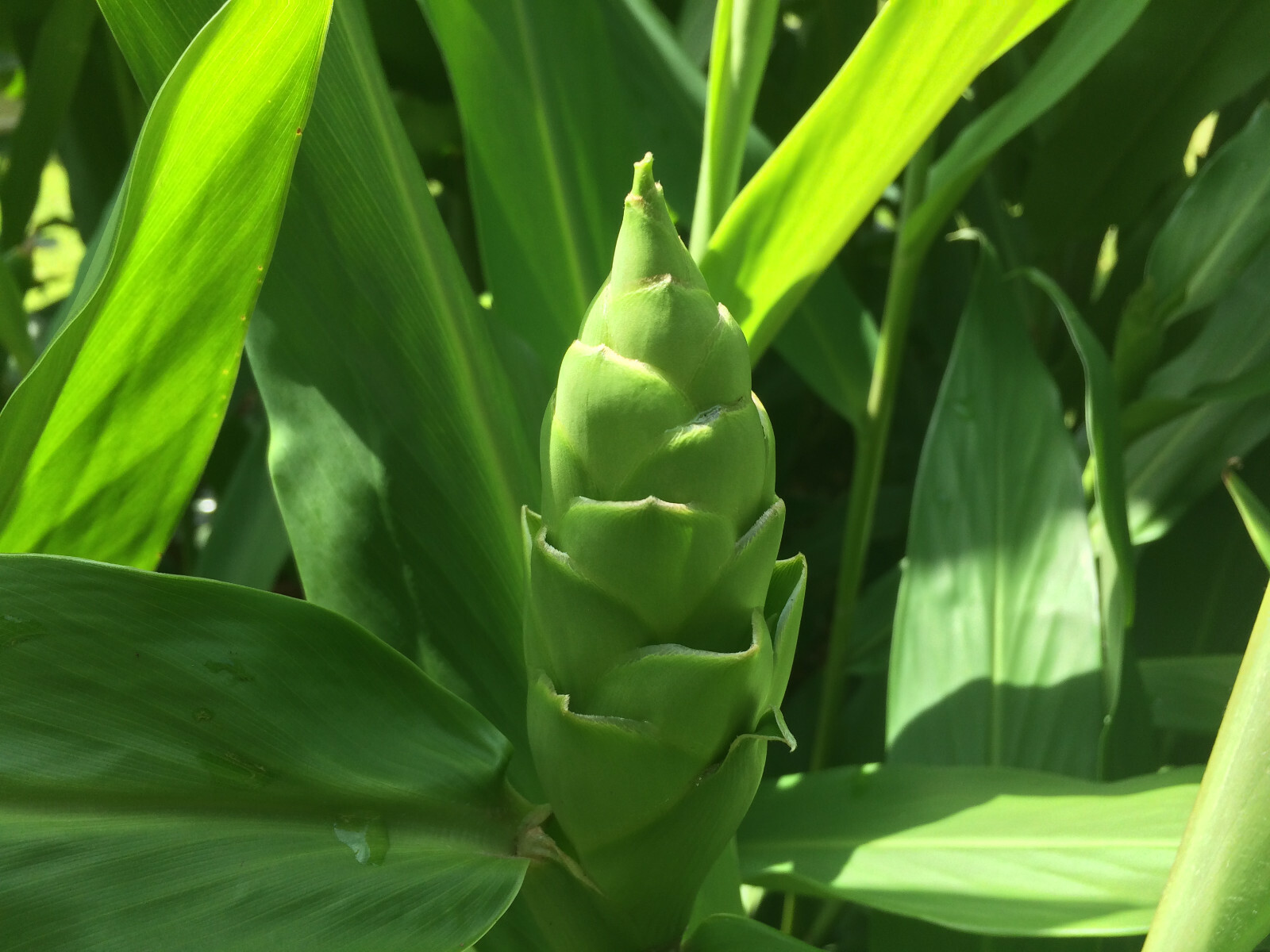 White Ginger (Hedychium coronarium) Fragrant, Beautiful, Hardy, Easy BIG BULBS +