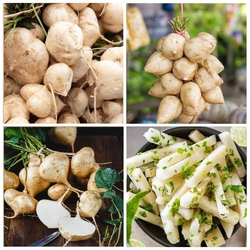 200+ Seed Sweet Jicama for Planting Organic for Planting in Your Home