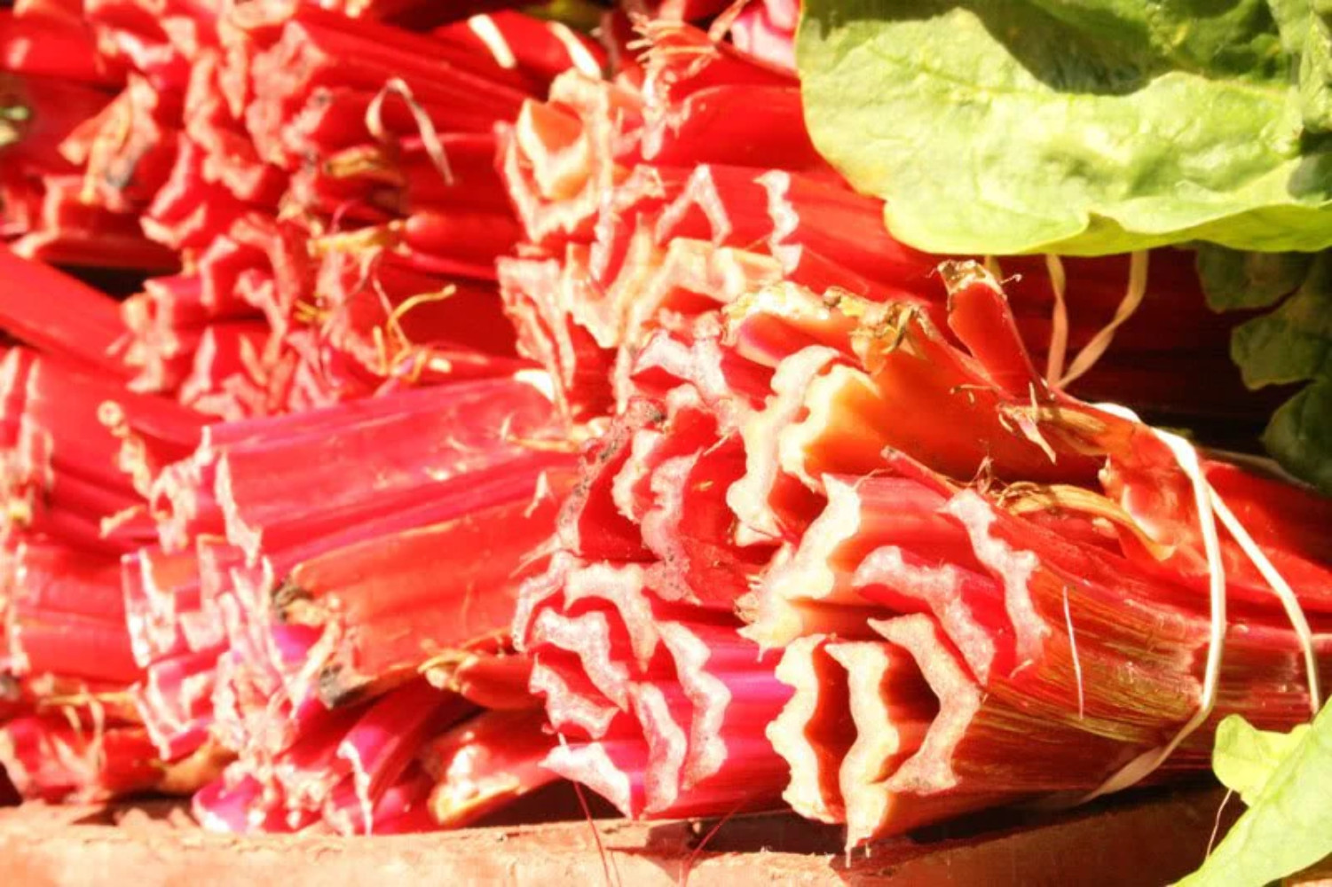 500 Organic REDVENTURE CELERY Apium Graveolens Herb Vegetable Stalk Red GoldPink