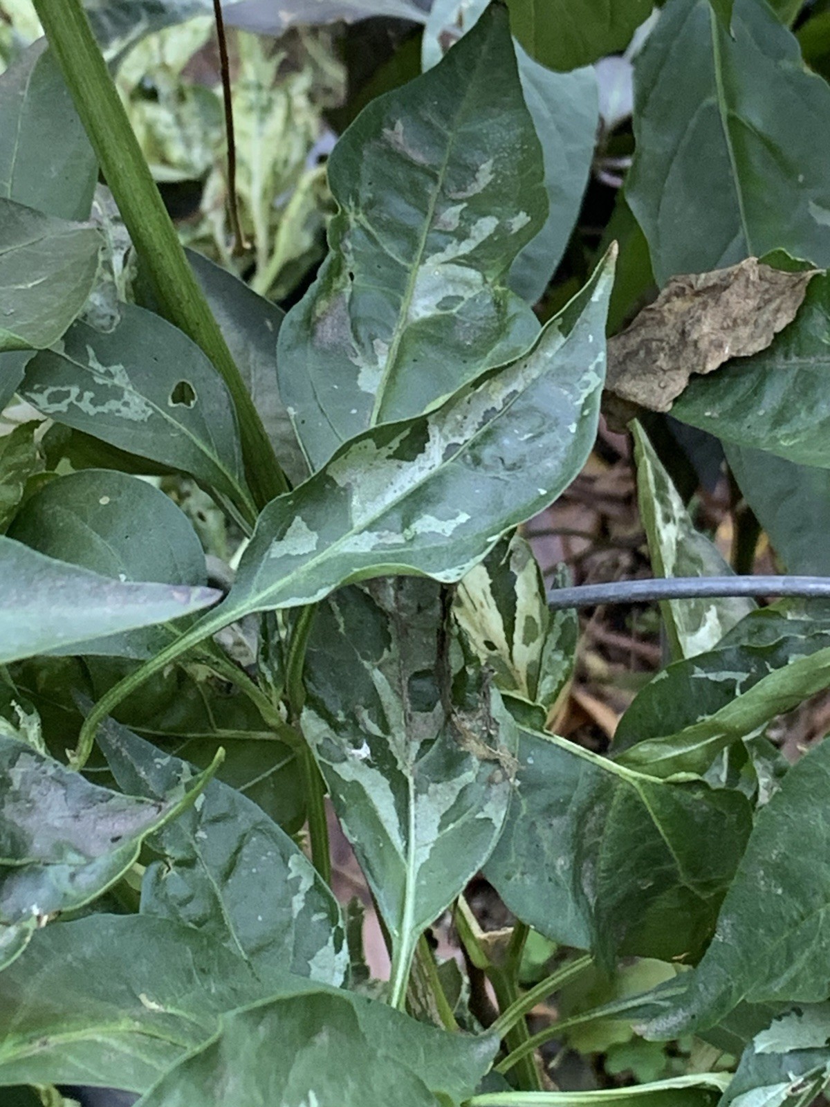 25+ Variegated Jalapeno Pepper Seeds 🇺🇸 USA Grown 🇺🇸 100% Organic!