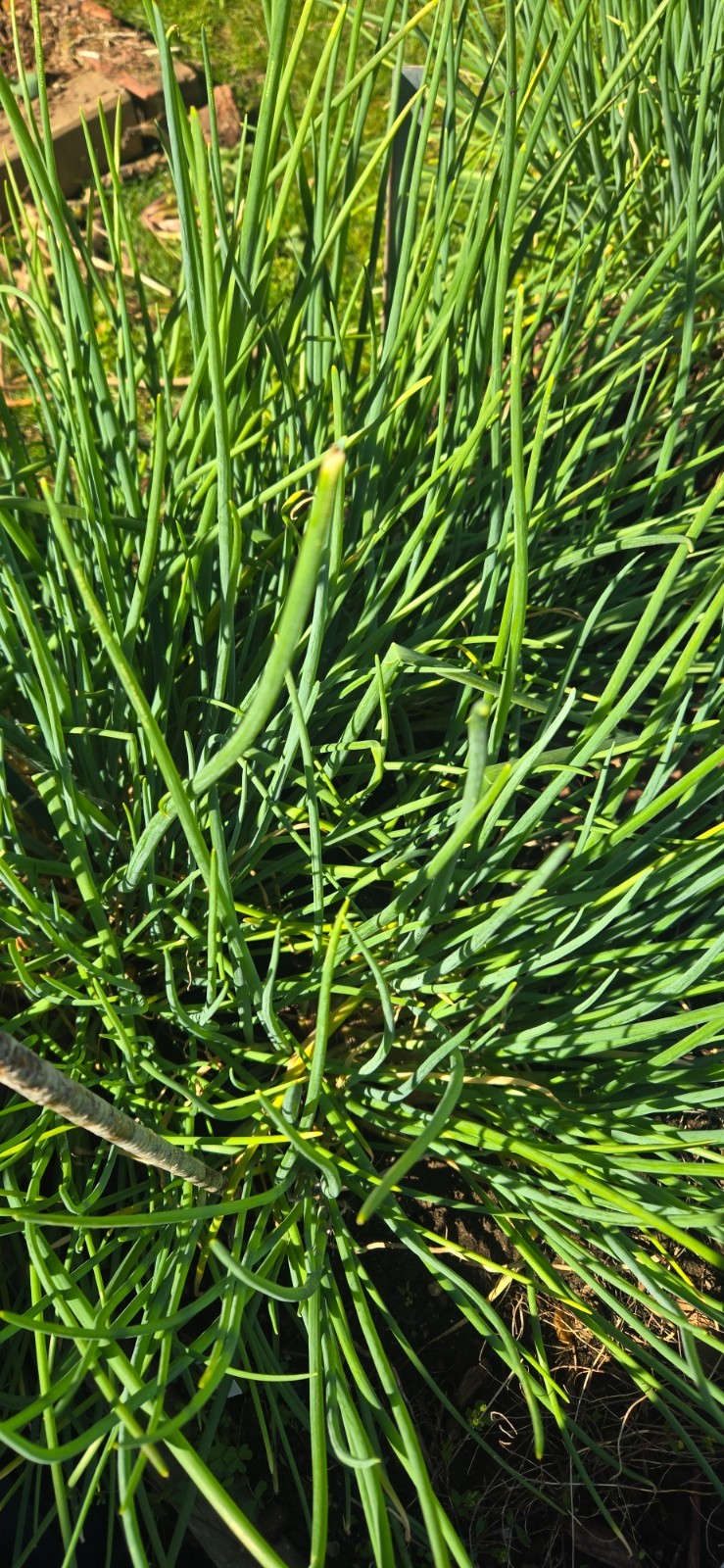 20 Chive Plants/Bulbs – Perennial Non-GMO Green Onions, Mosquito Repellent