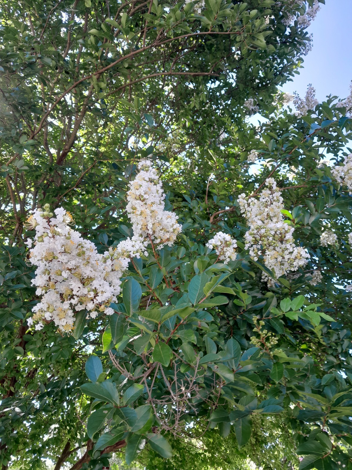 35+ WHITE CRAPE MYRTLE TREE / SHRUB / FLOWER SEEDS / DROUGHT TOLERANT PERENNIAL