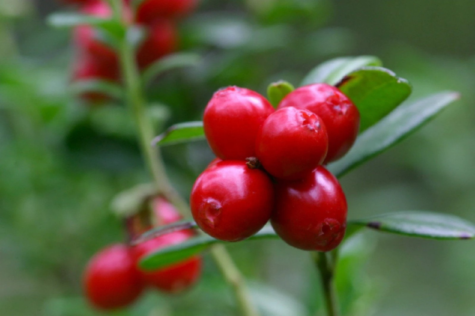 Lingonberry Organic {Vaccinium v.i.} Superfruit! Free U.S. Shipping! 25+ seeds