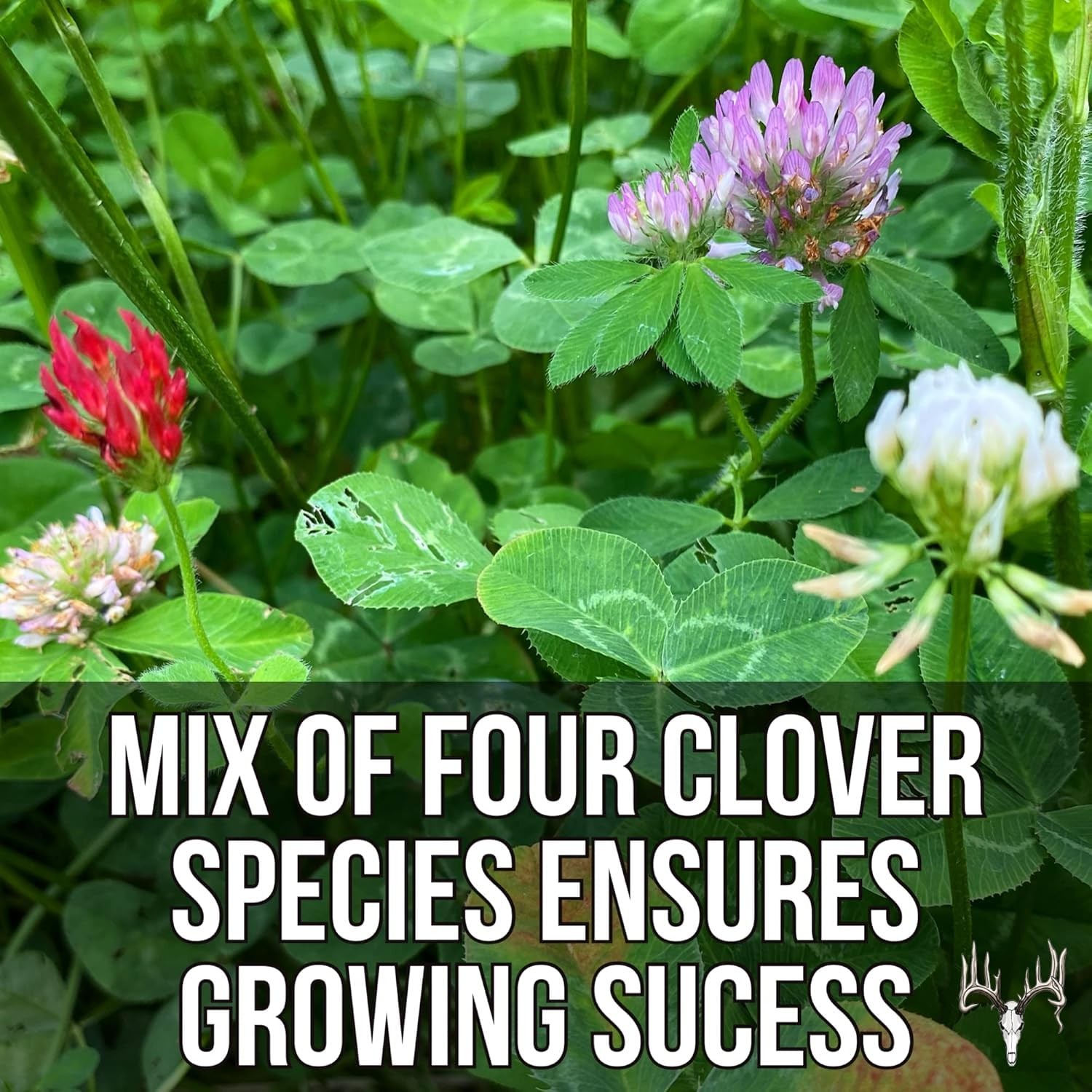 Four Clover Combo Blend, 5LB, Perennial Food Plot Seed, Pheasant, Duck, Dove,…
