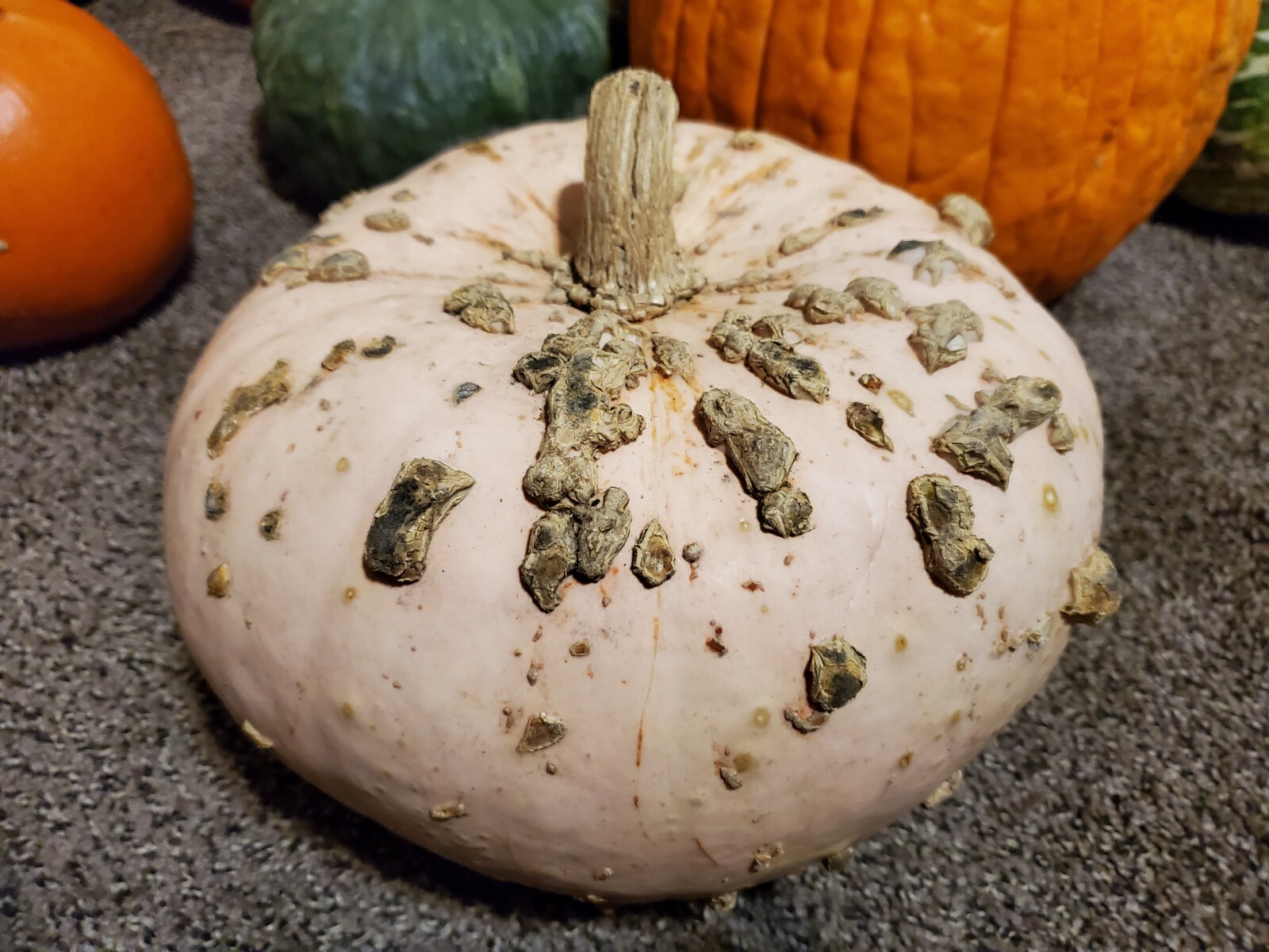 Sugar Peanut French Heirloom Pumpkin Seeds – 10 – Grown In Oregon