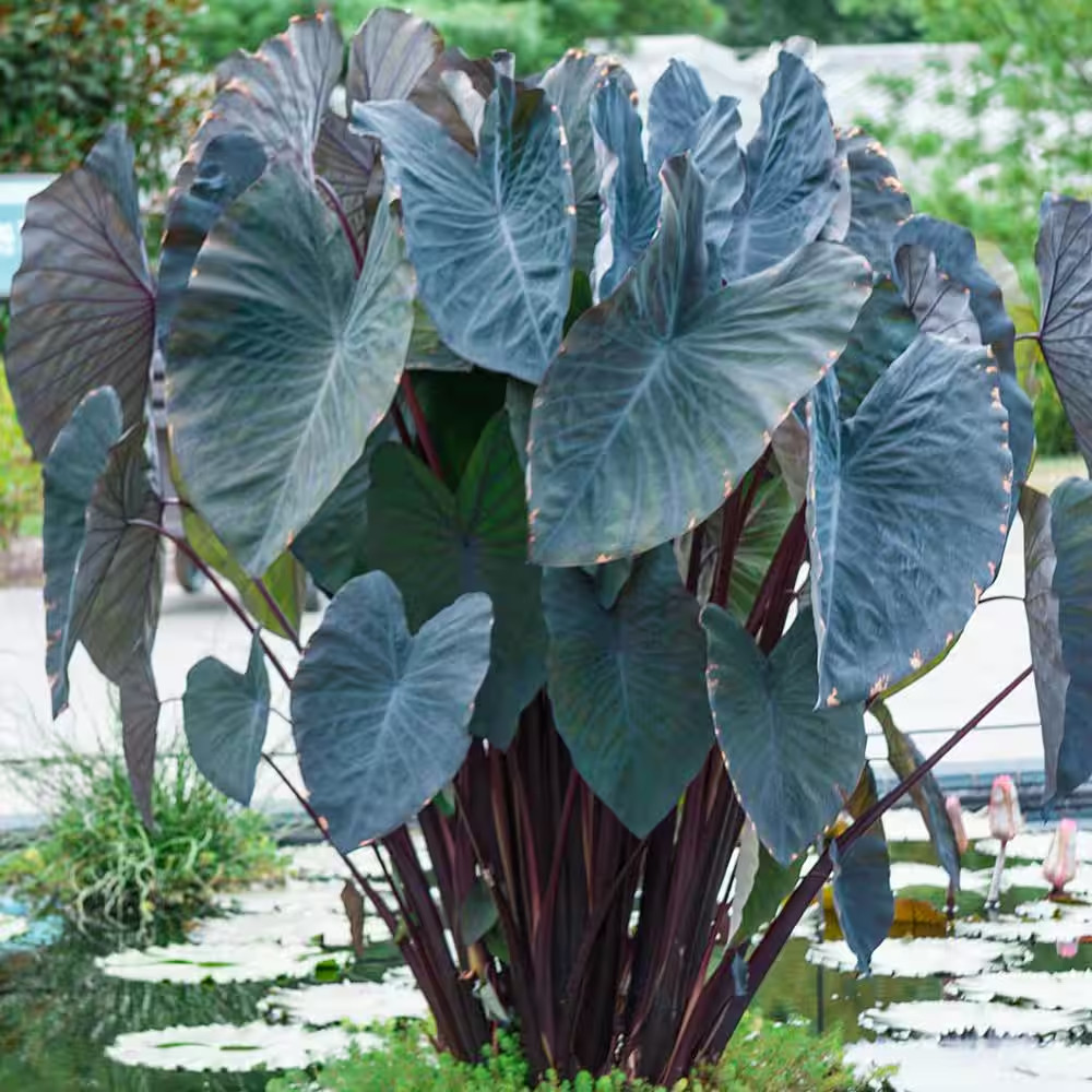 Black Magic Elephant Ears Dormant Bare Root Bulbs (2-Pack)