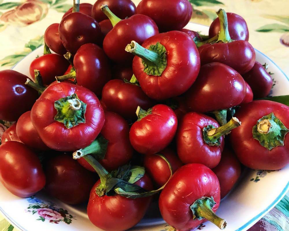 SWEET RED CHERRY PEPPER SEEDS NON-GMO SUPER FLAVOR GREAT FOR PICKLING tastee!
