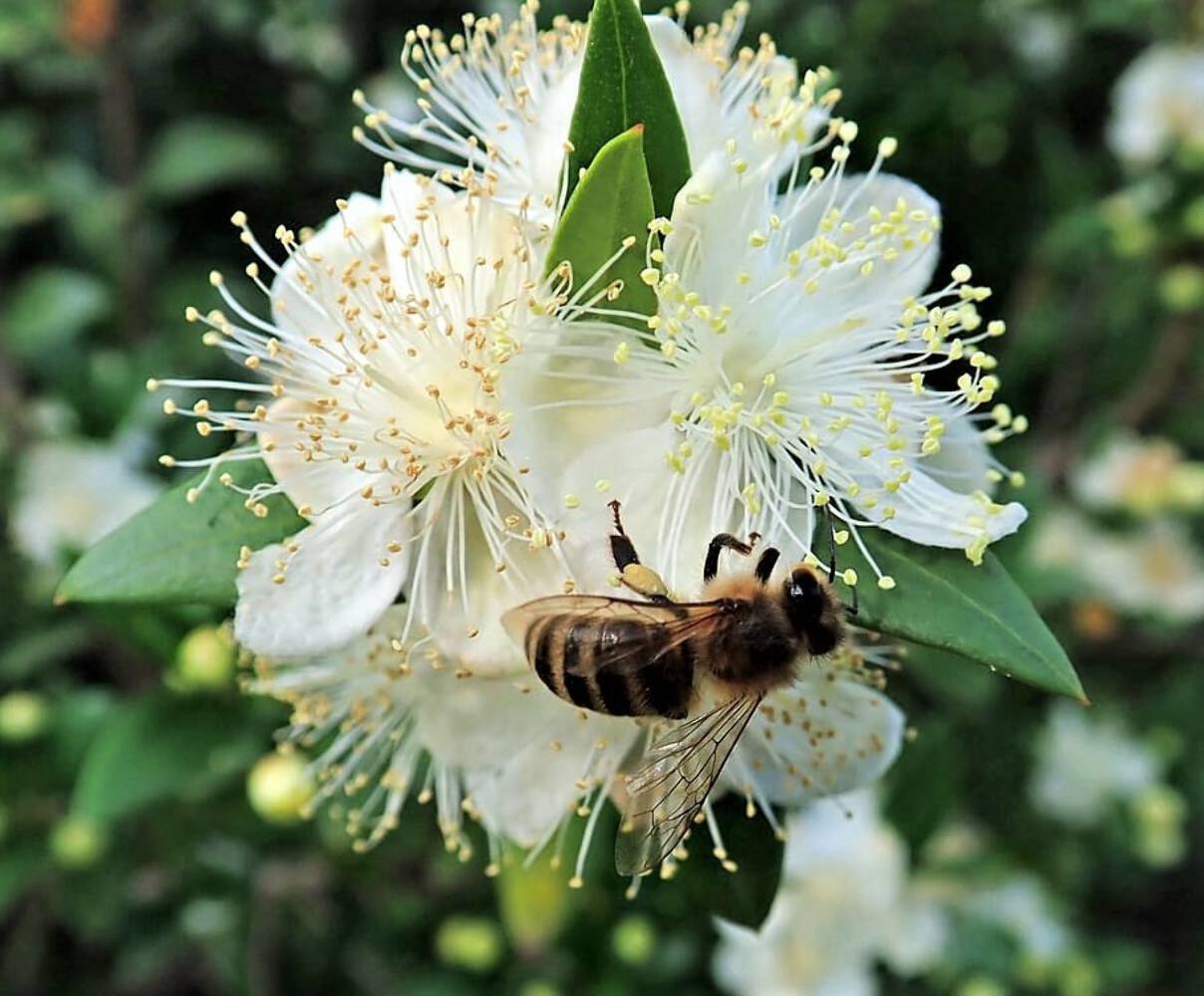 20 TRUE MYRTLE Myrtus Communis White Flower Edible Blue Berry Fruit Shrub Seeds