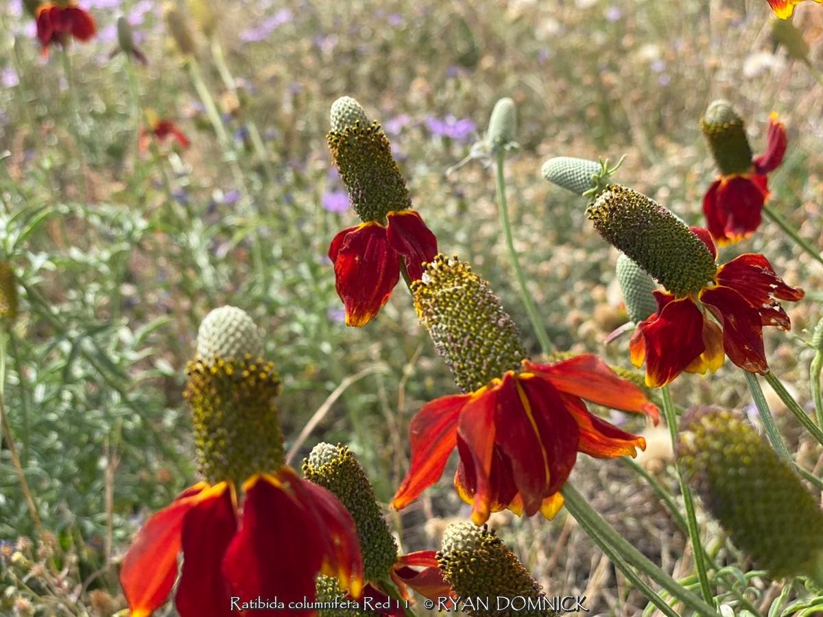 BULK SEEDS!…Ratibida columnifera.Mexican hat/Upright Prairie Cone.QTY/bag=1000