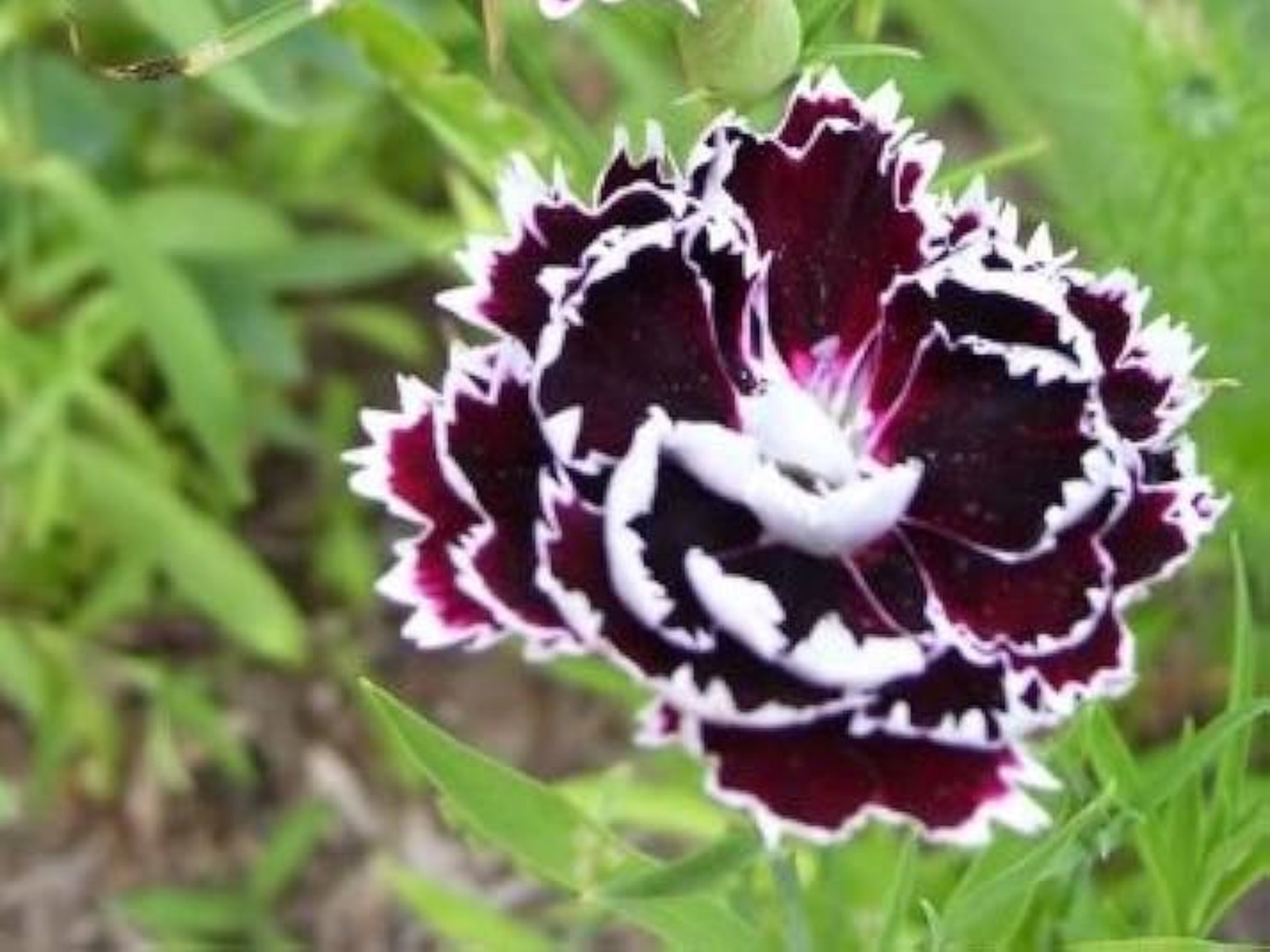30 Seeds| China Pink ‘Black Velvet and Lace Carnations – Dianthus Flowers Seeds