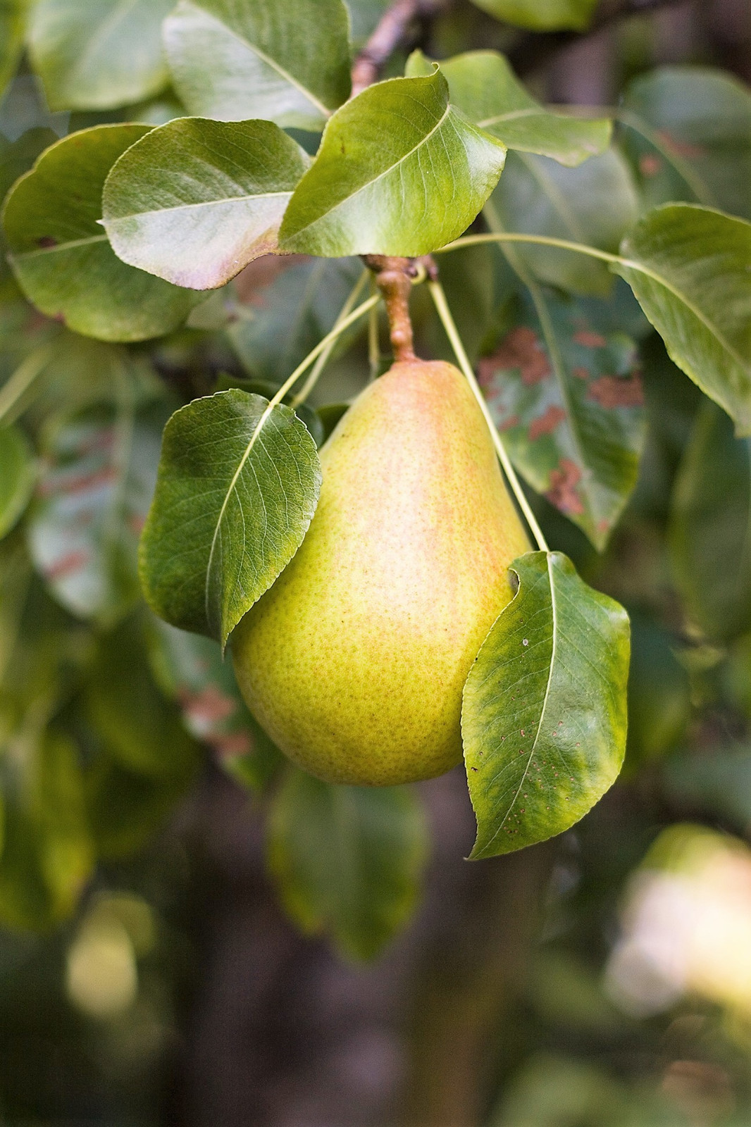 25 EUROPEAN PEAR TREE Pyrus Communis Fruit Seeds – White Flowers / Green Fruit