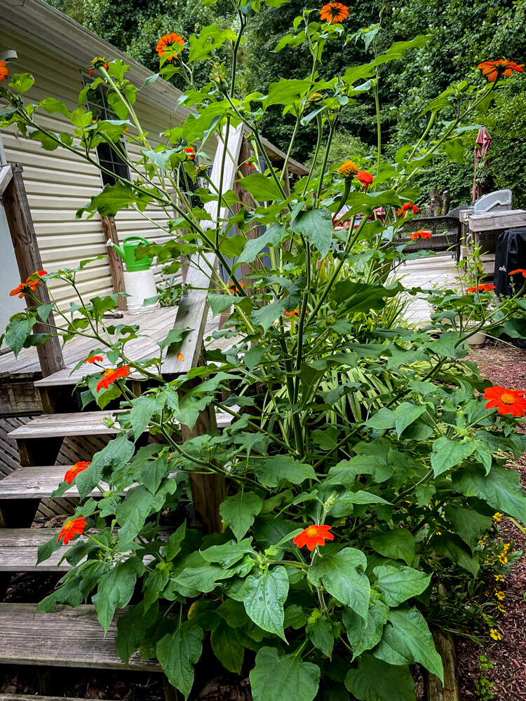 Mexican Sunflower (Tithonia), 50 Seeds Per Packet, Non-GMO