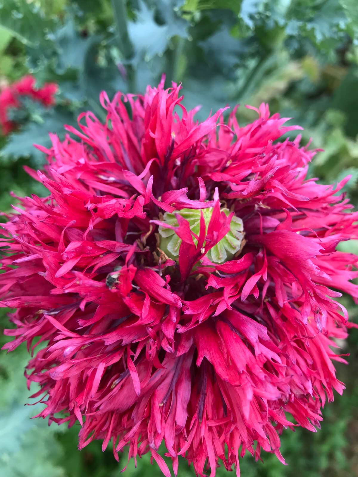 Poppy PERKY PEONY Mixed Colors Breadseed Double Blooms USA Organic 500 Seeds
