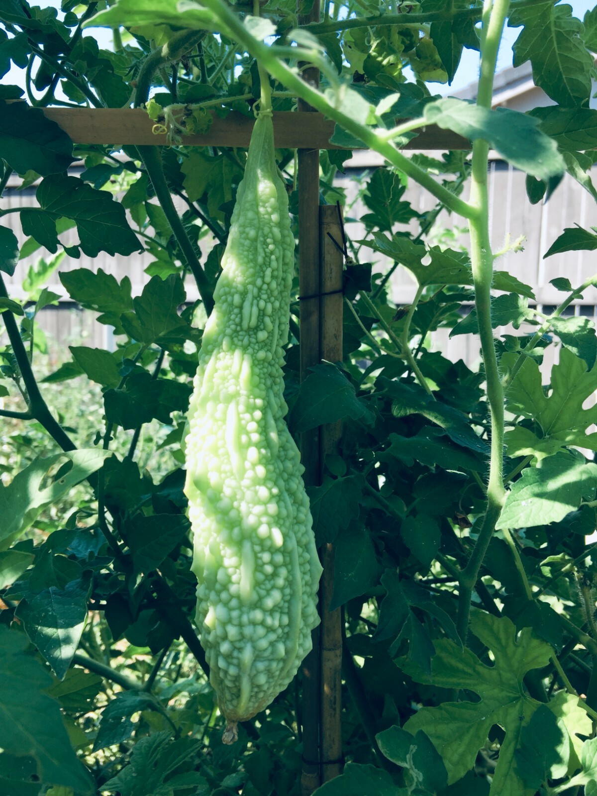 Bitter Gourd Melon (Karela, Ampalaya) 80 pcs mixed seeds
