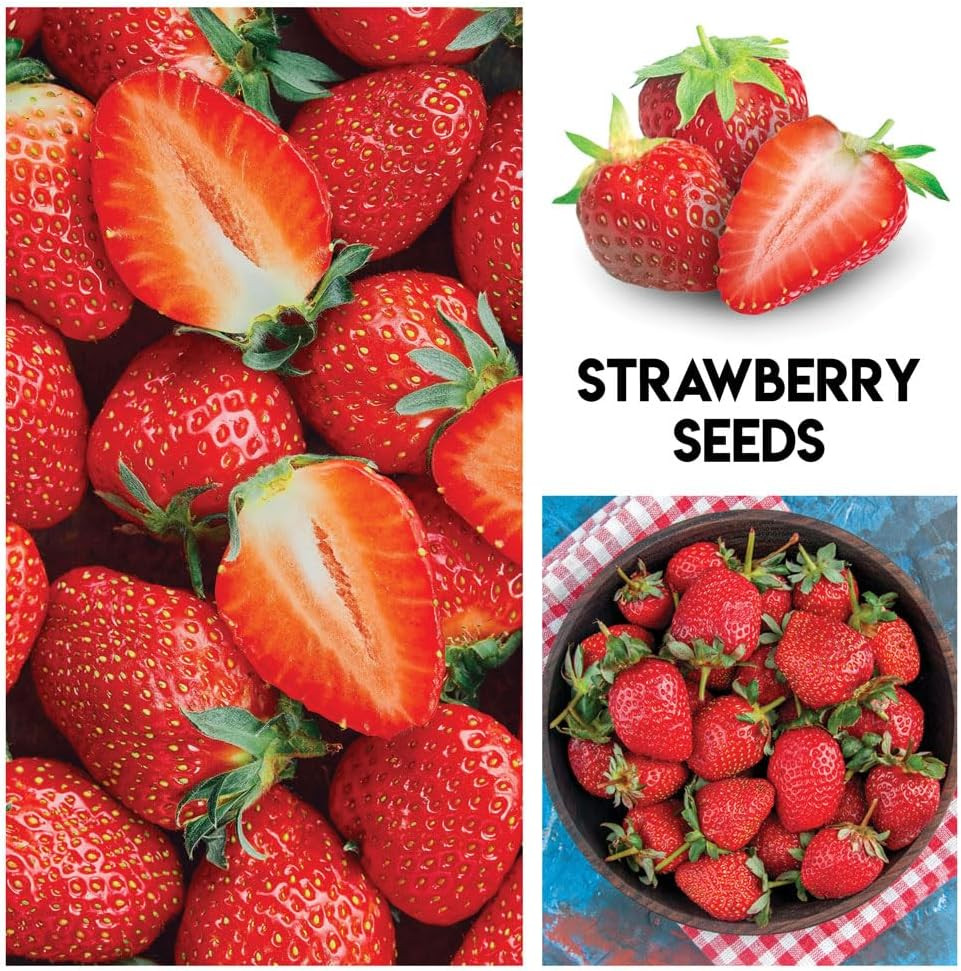 Fruit Garden Seeds Kit – Elderberry, Blueberry, Raspberry, Strawberry, Mulberry
