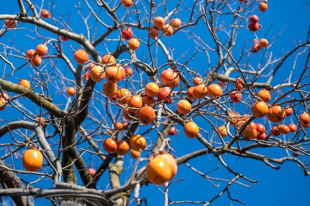 100 Pcs Japanese Persimmon Tree Seeds, Fuyu Persimmon Fruit Seed for Planting