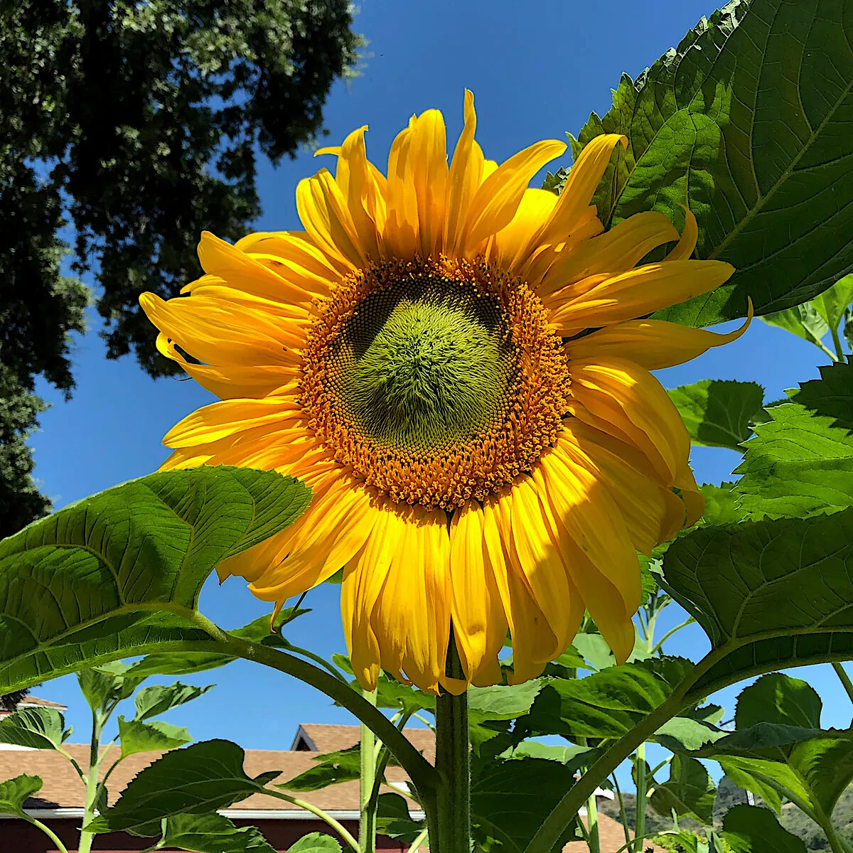GIANT MAMMOTH RUSSIAN “GREY STRIPE” SUNFLOWER SEEDS Heirloom Hardy 10″ FLOWERS