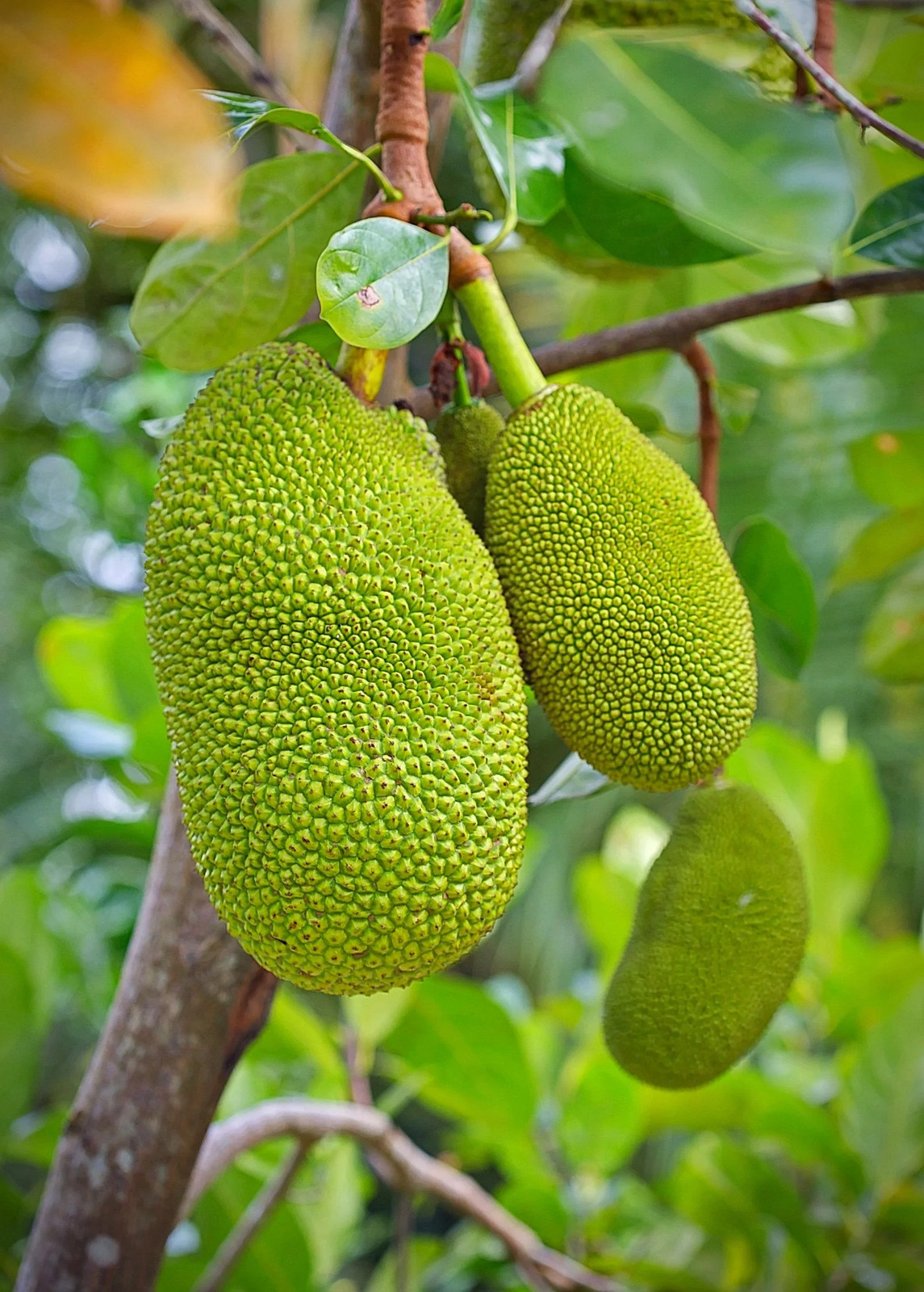 Jackfruit ‘Black Gold’ (Artocarpus heterophyllus)