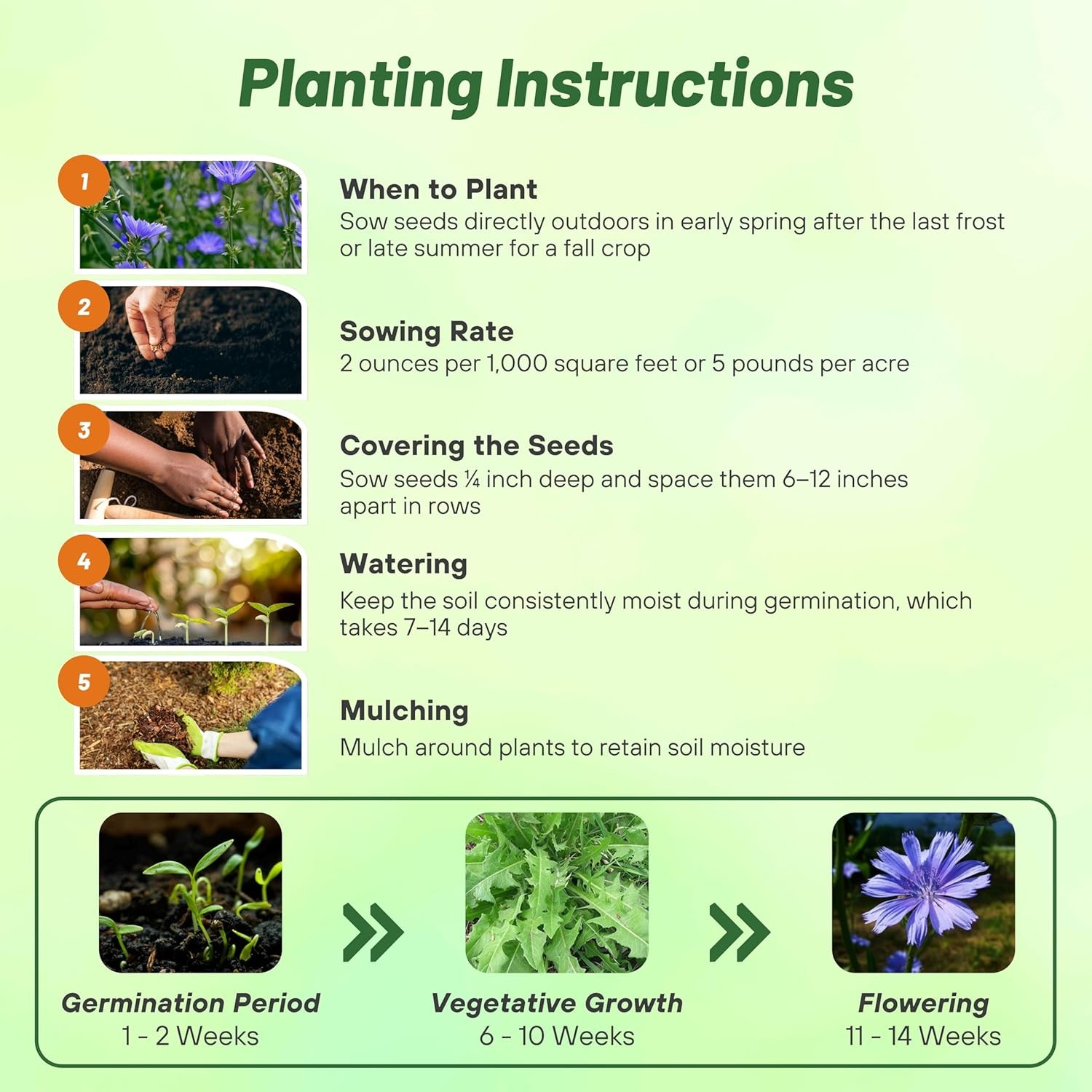 5000 Seeds Blue Chicory Seeds For Planting | Cichorium Intybus Wild Flower Seed