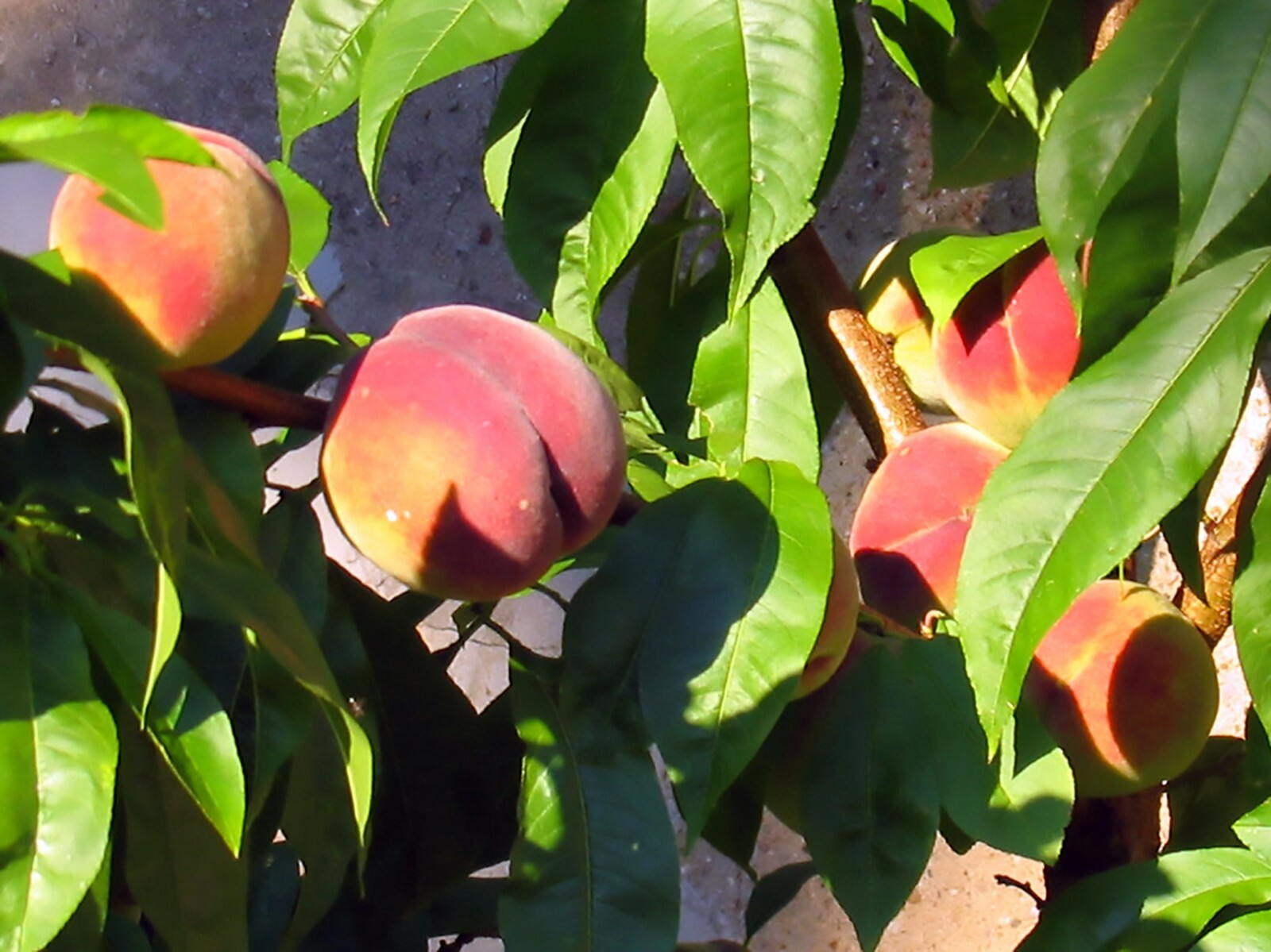 Nemaguard Peach, Prunus persica nemaguard, Seeds