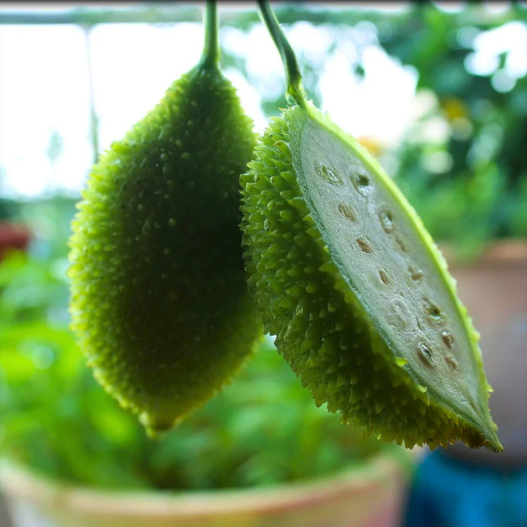 Fresh Kantola | 10 Seeds | Spiny Gourd | Kakrol | Heirloom Non-GMO | Asian Seeds